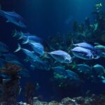 Blaue Fischsschwarm unter Wasser, Nahaufnahme